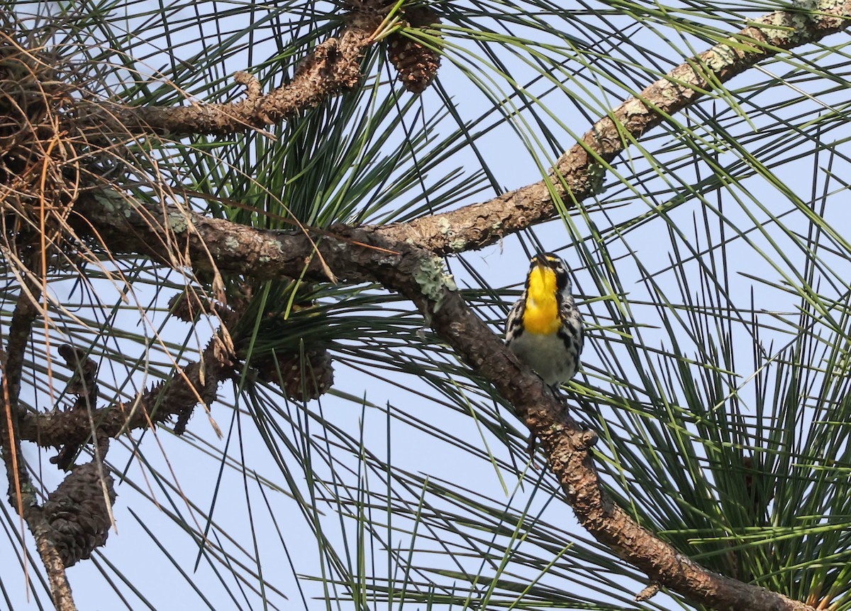 Yellow-throated Warbler - ML575703091