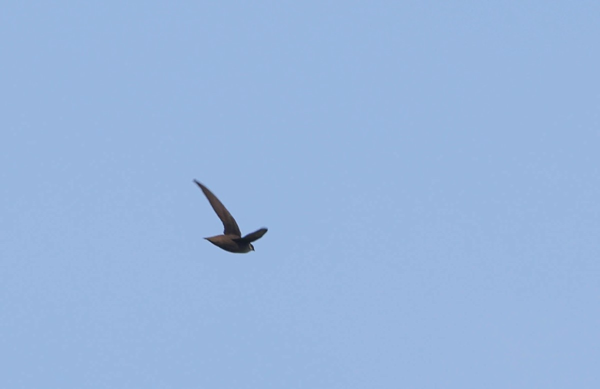 Chimney Swift - Tracy Drake