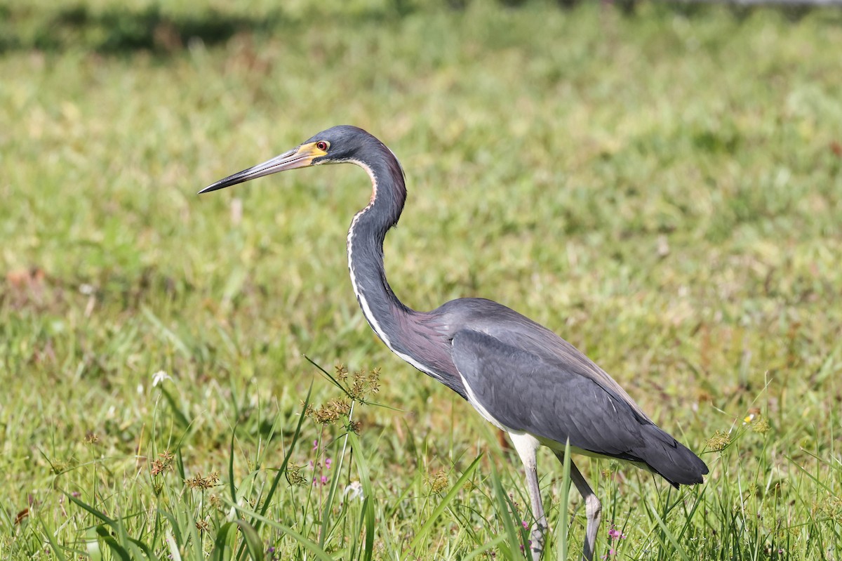 Tricolored Heron - ML575703381