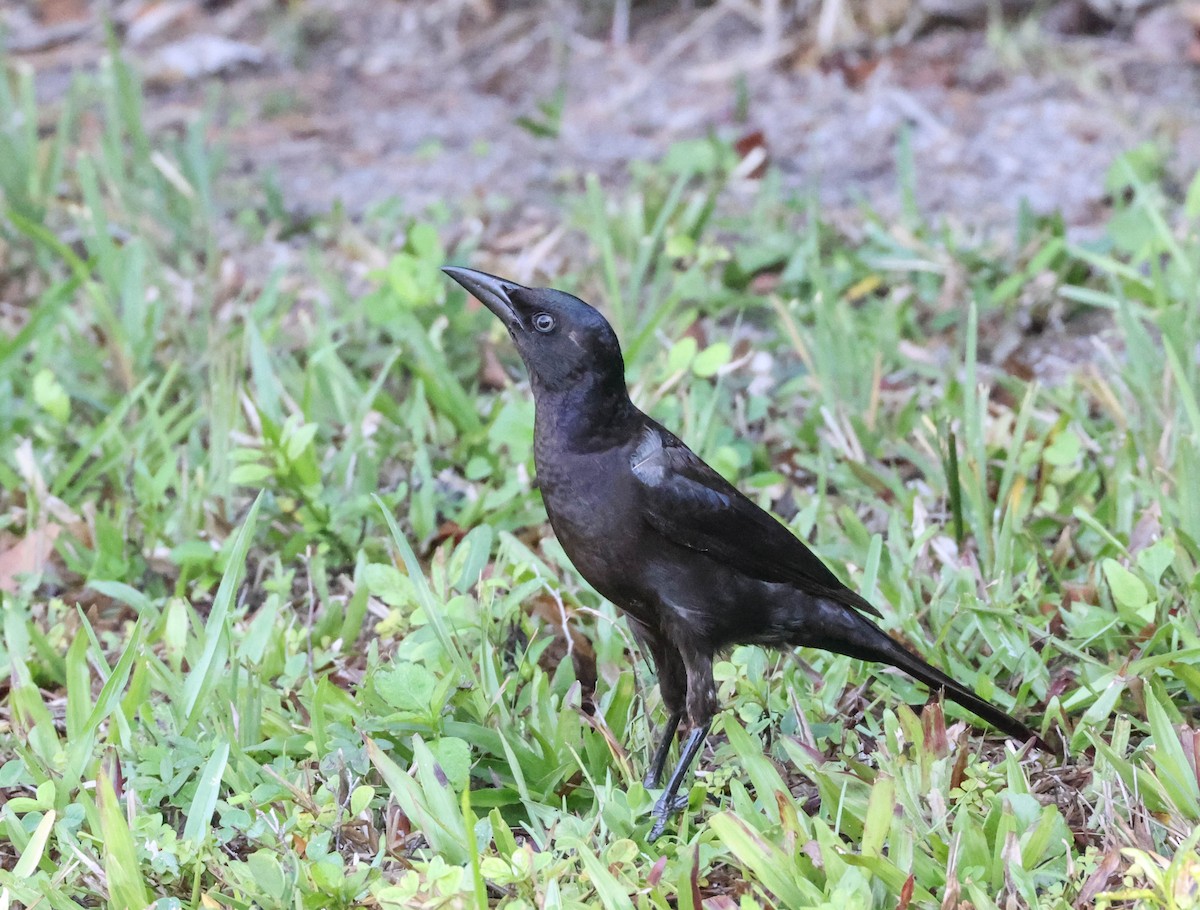 Boat-tailed Grackle - ML575703511