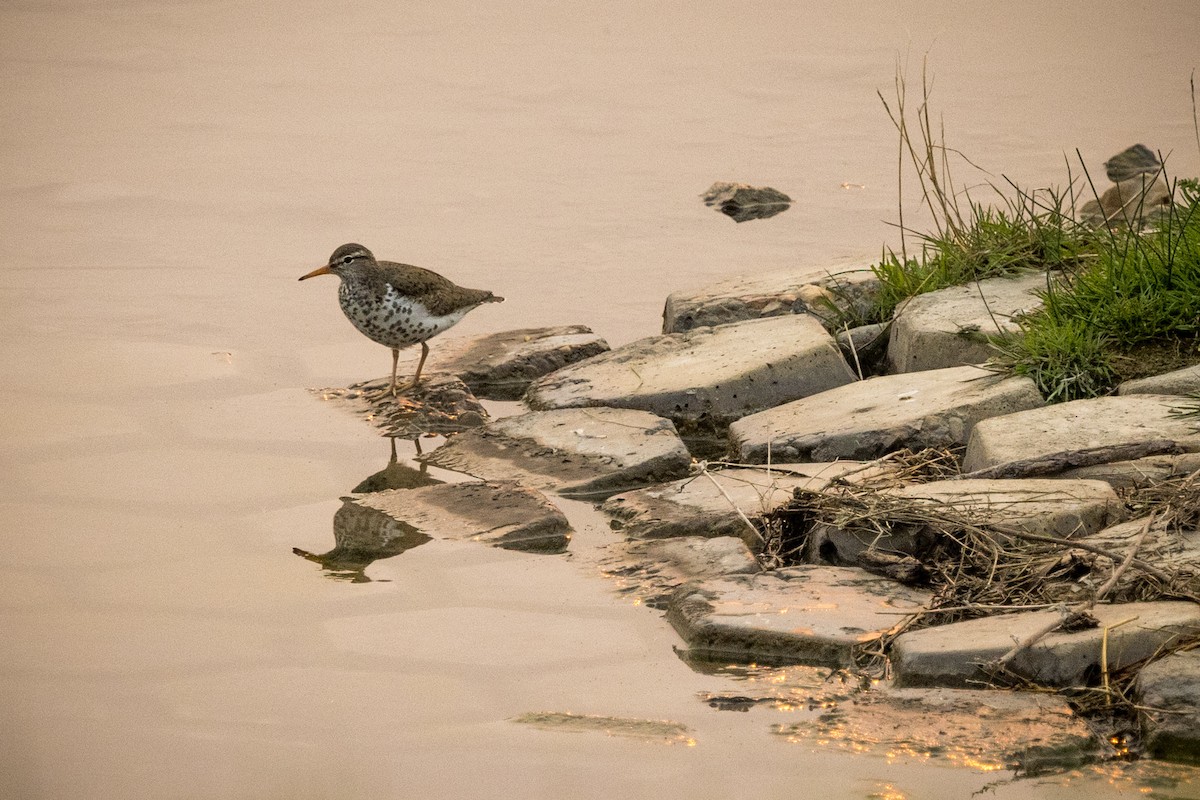 Spotted Sandpiper - ML575703621