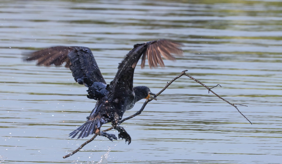 Double-crested Cormorant - ML575703871