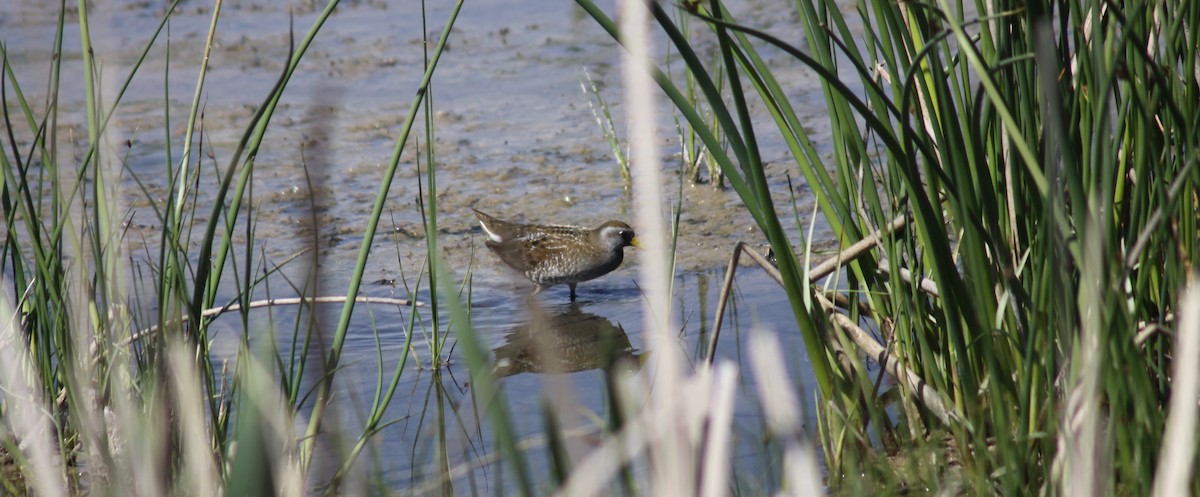 chřástal karolínský - ML575704051