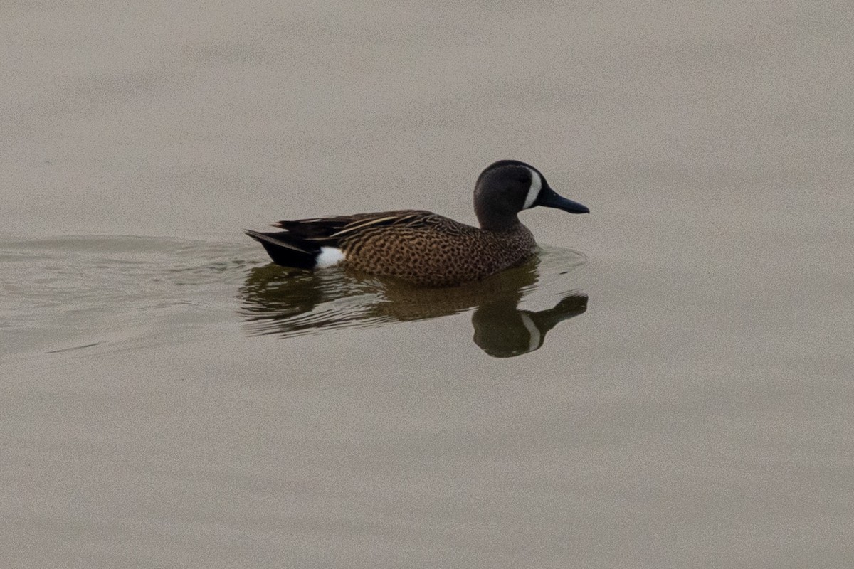 Blue-winged Teal - ML575704311