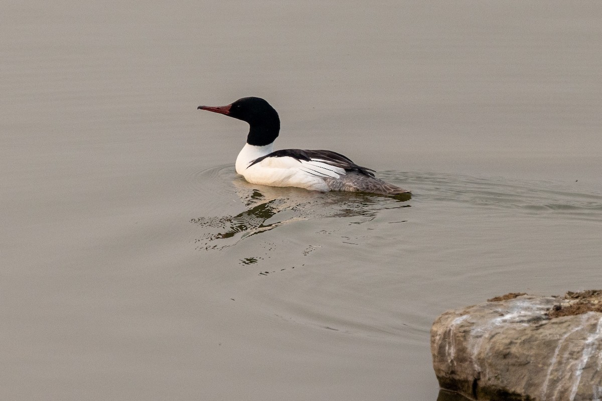 Common Merganser - ML575704511