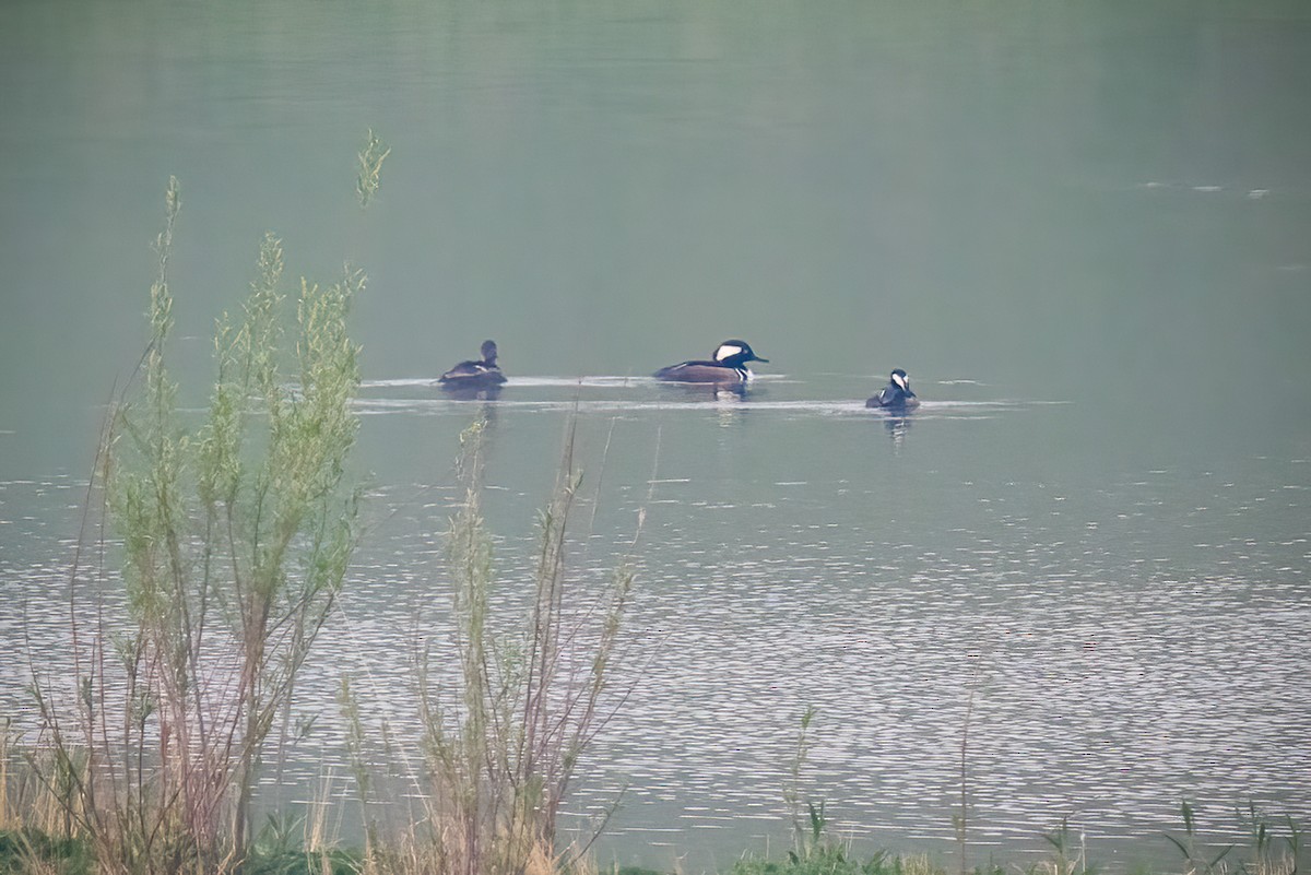 Hooded Merganser - ML575704621