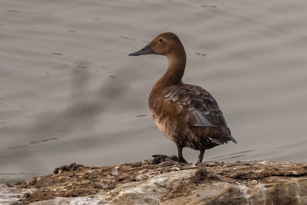 Canvasback - ML575704801