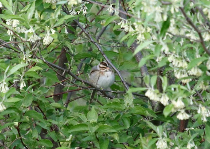 Clay-colored Sparrow - ML57570481