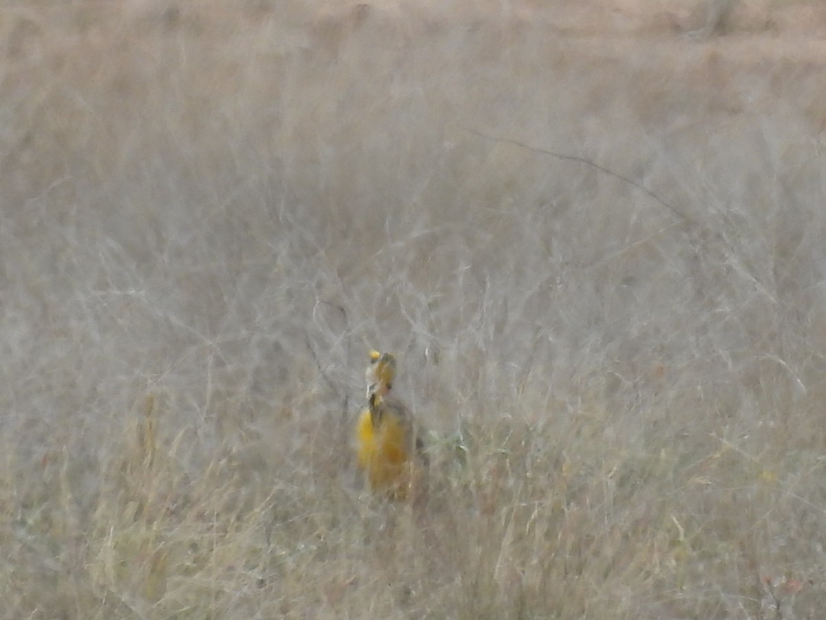 Chihuahuan Meadowlark - Steven Self