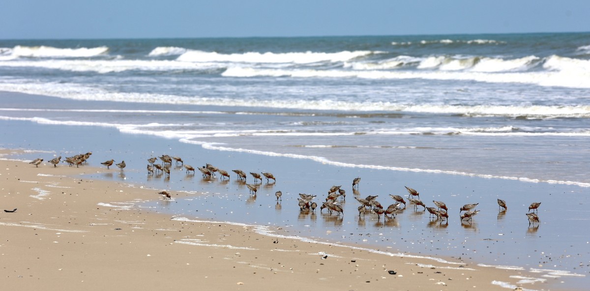 Red Knot - ML575704991