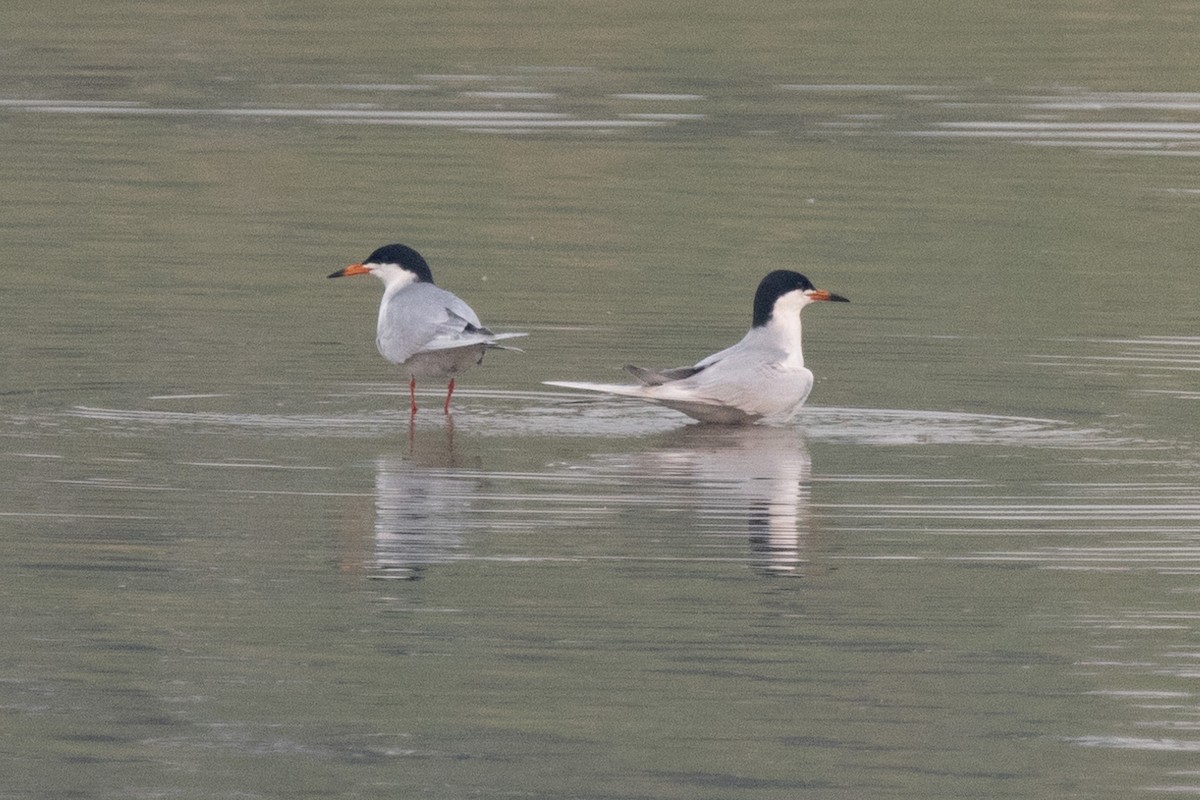 Forster's Tern - ML575705111