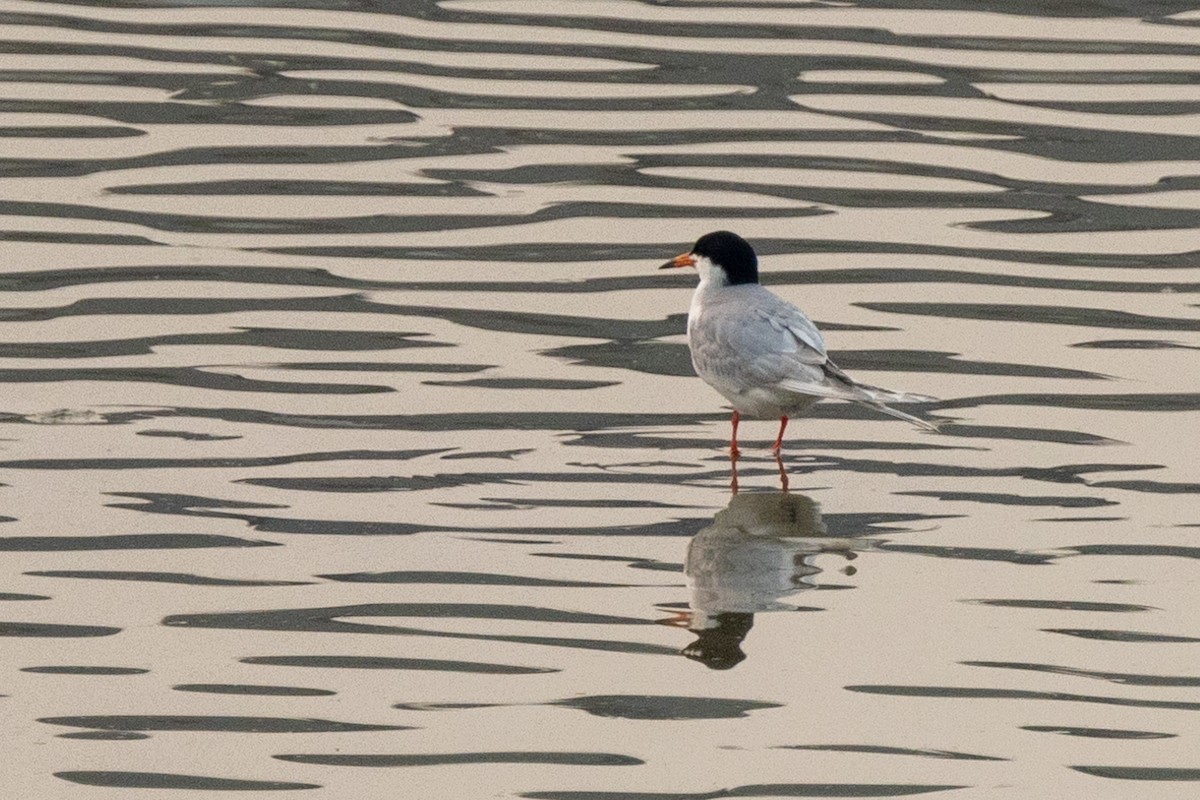 Forster's Tern - ML575705121