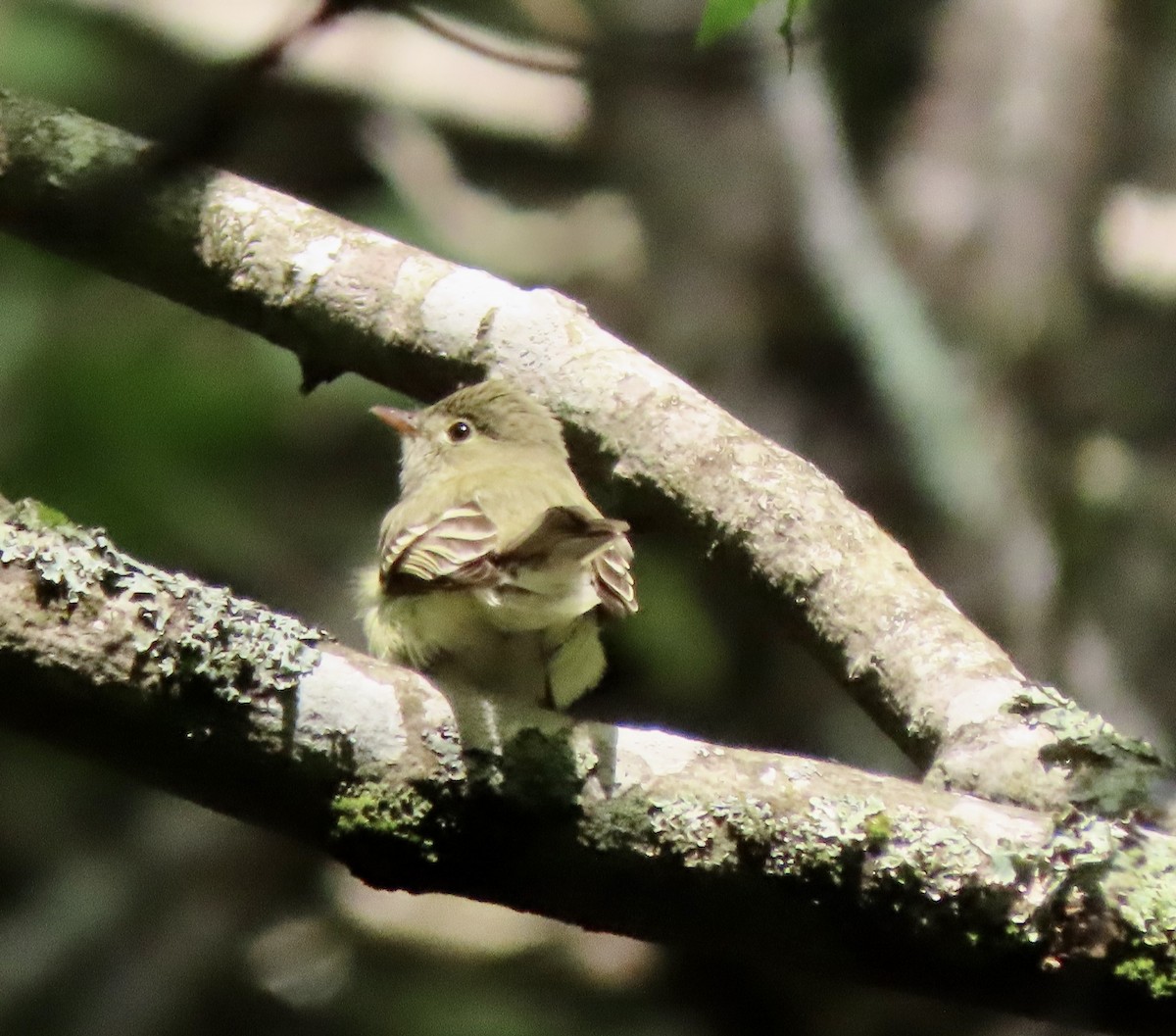 Acadian Flycatcher - Laurie Reynolds