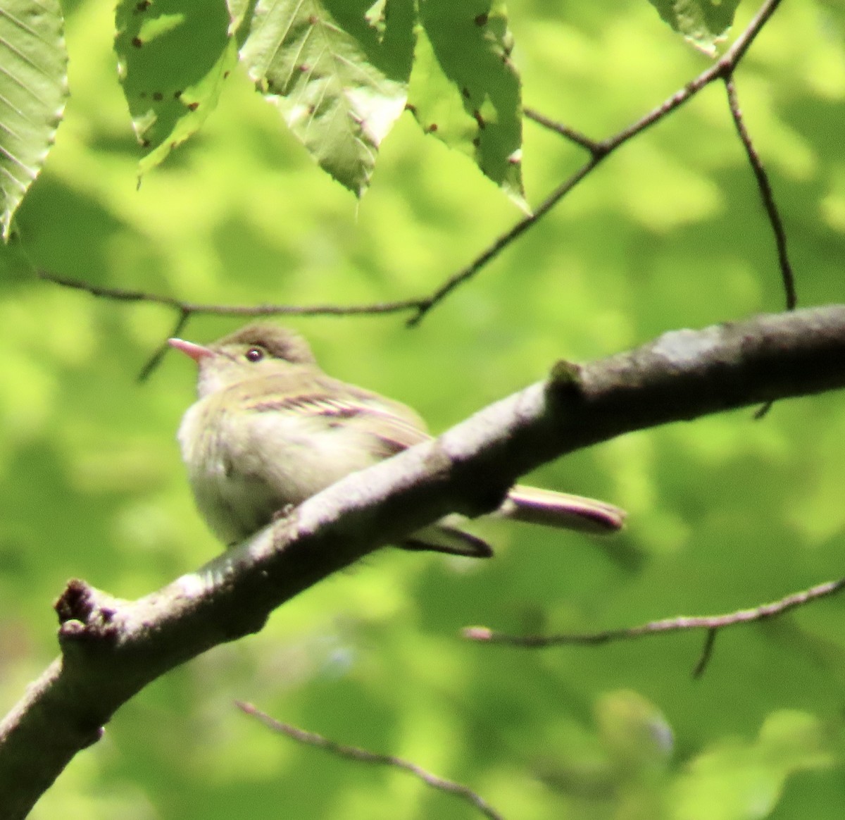 Acadian Flycatcher - ML575705201