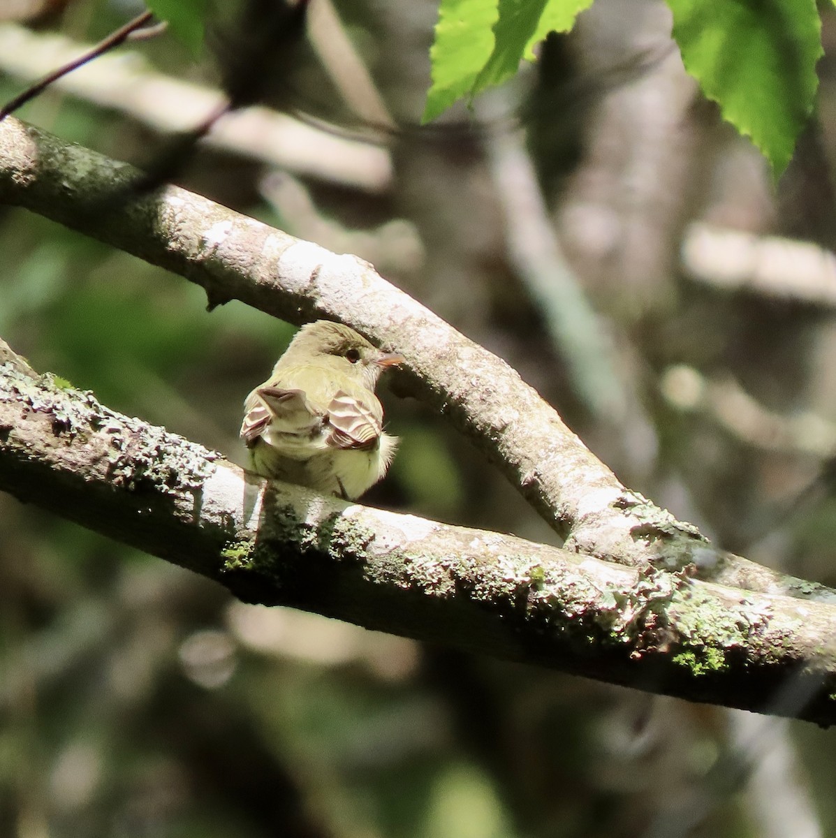 Acadian Flycatcher - ML575705211