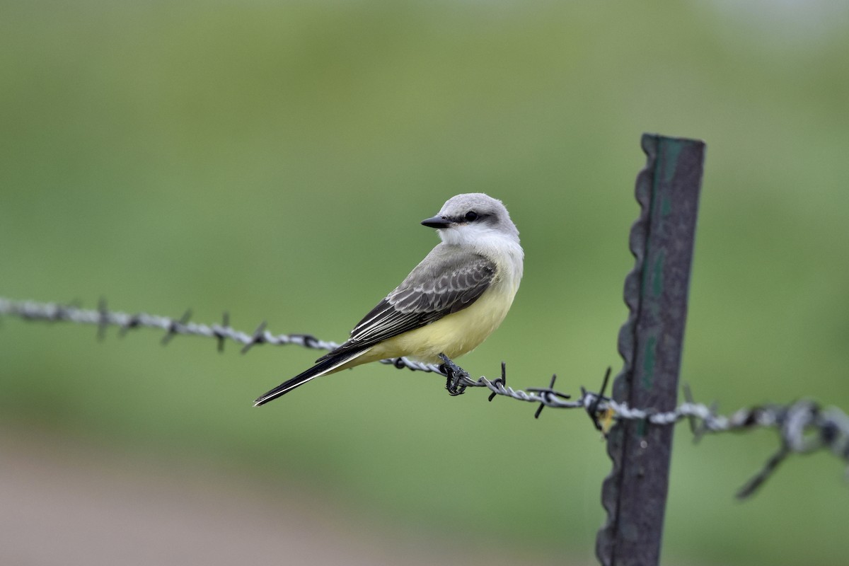 Western Kingbird - ML575705831