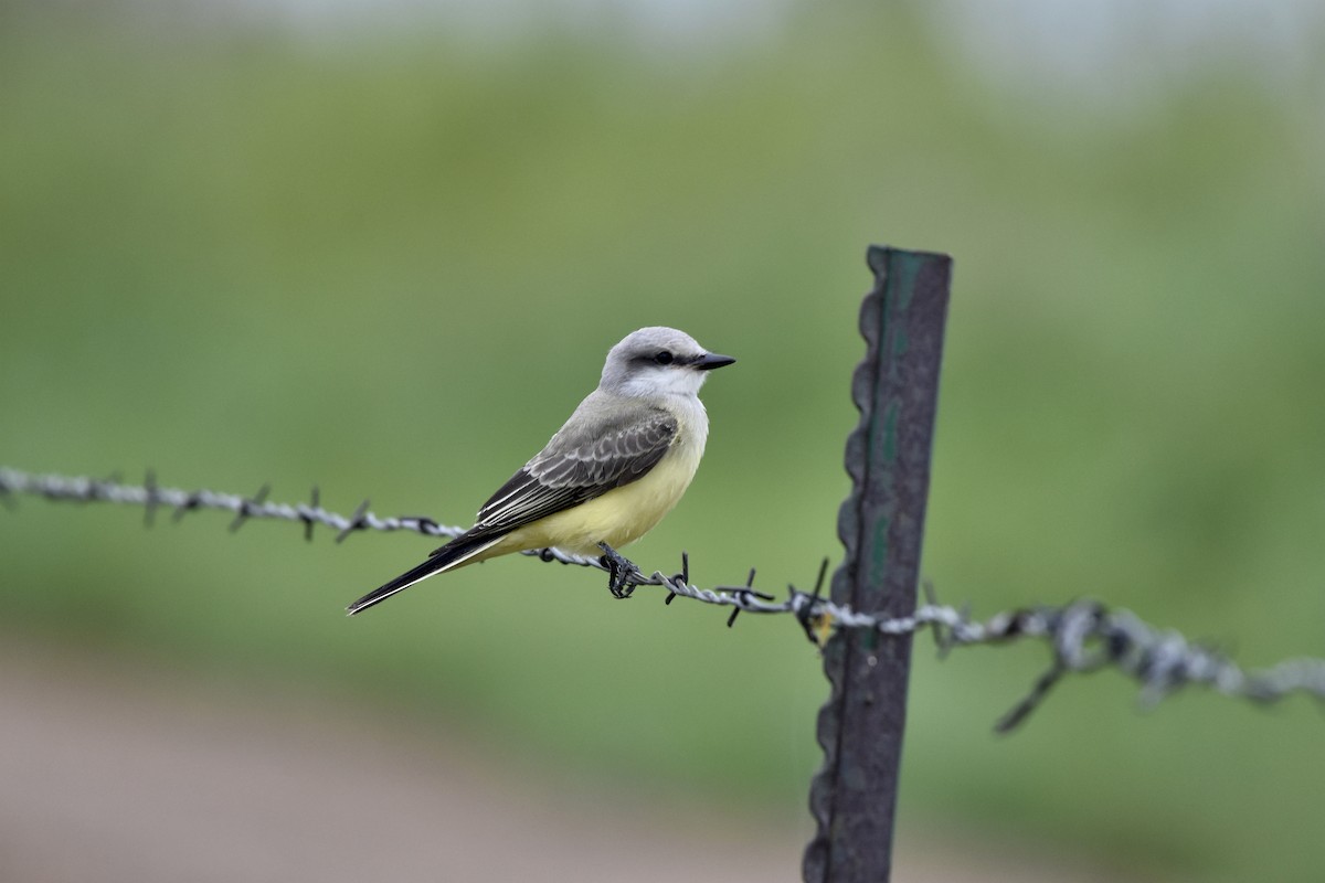 Western Kingbird - ML575705841