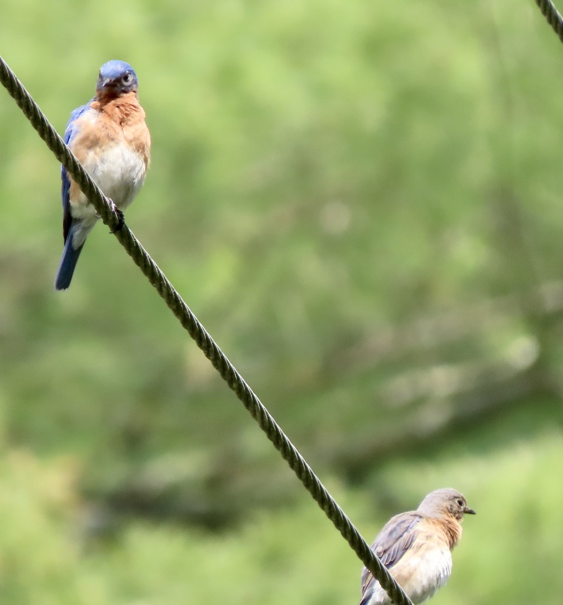 Eastern Bluebird - ML575705901