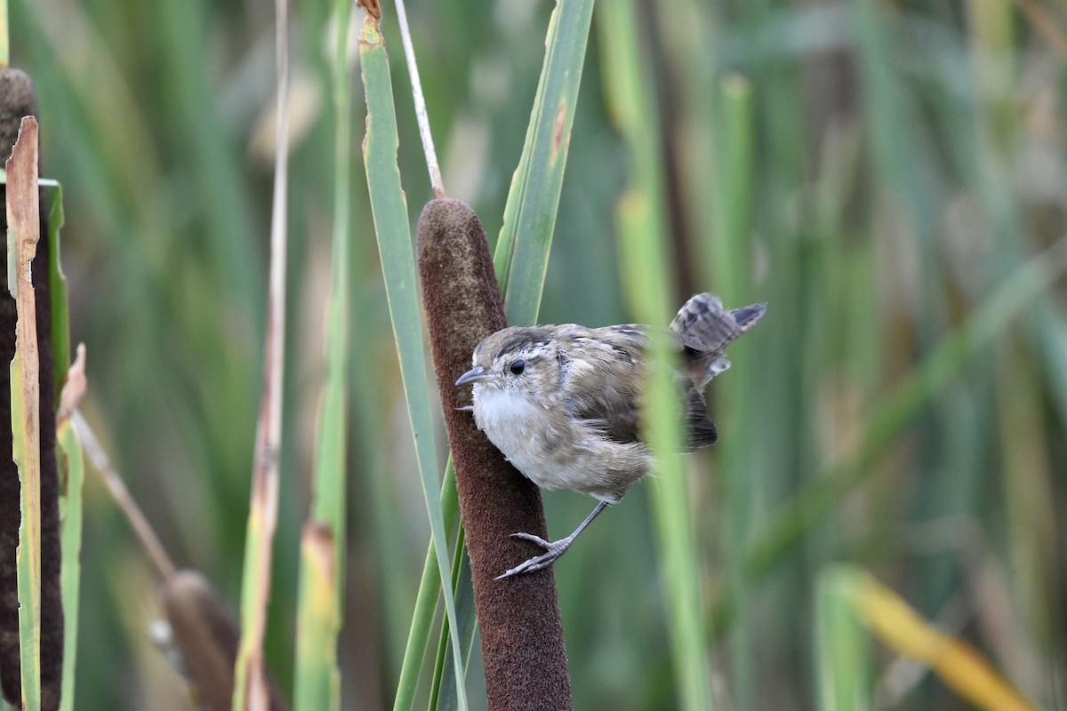 Marsh Wren - ML575705931