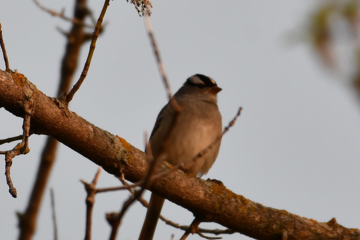 White-crowned Sparrow - ML575706391