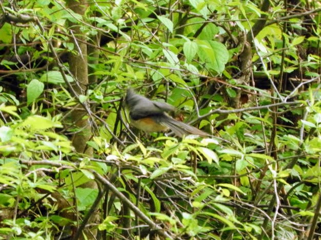 Tufted Titmouse - ML575707011