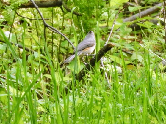 Tufted Titmouse - ML575707021