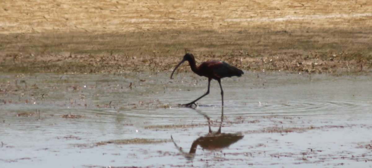Glossy Ibis - ML575707361