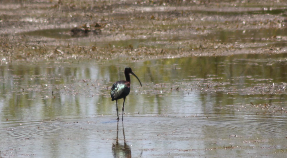 Glossy Ibis - ML575707371