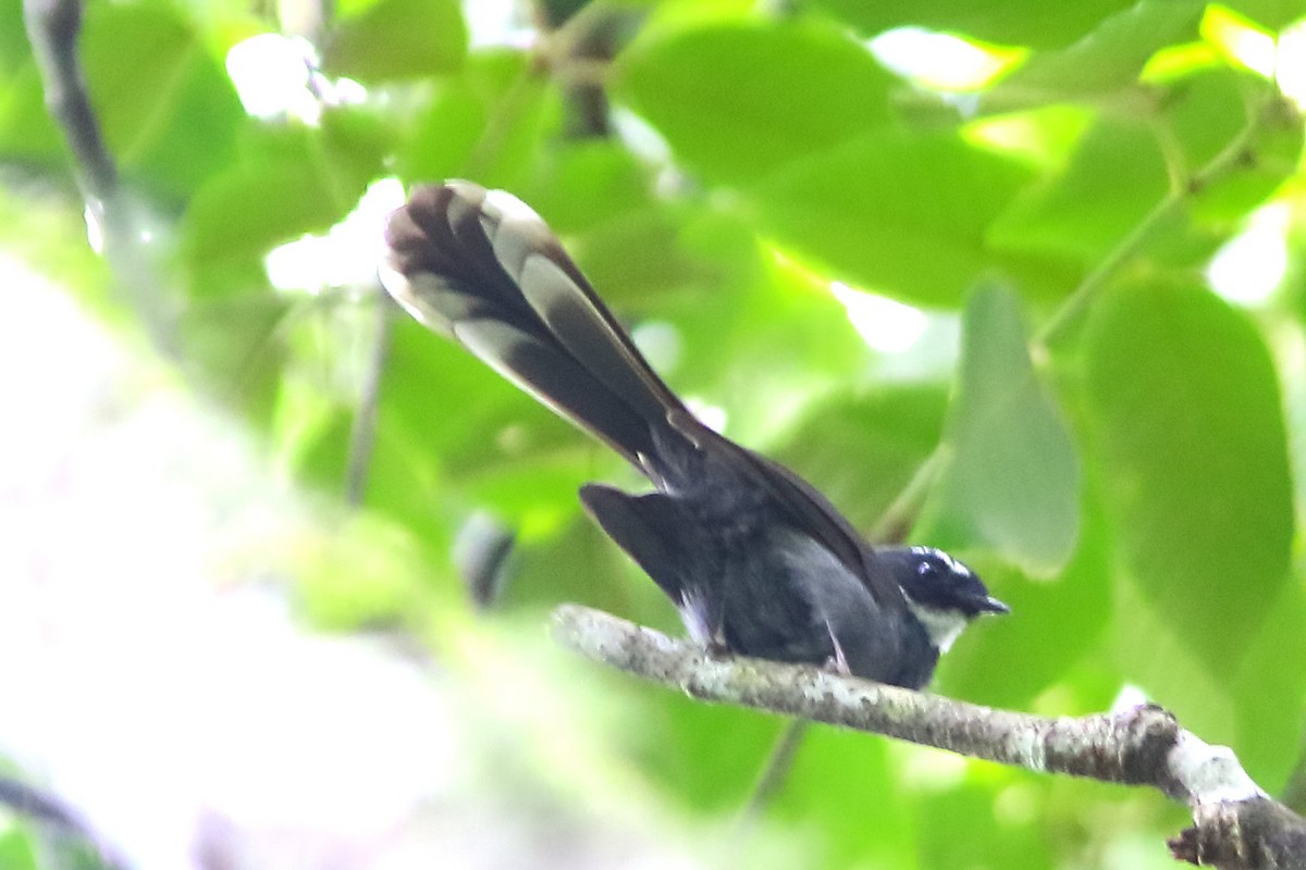 White-throated Fantail - ML575707881