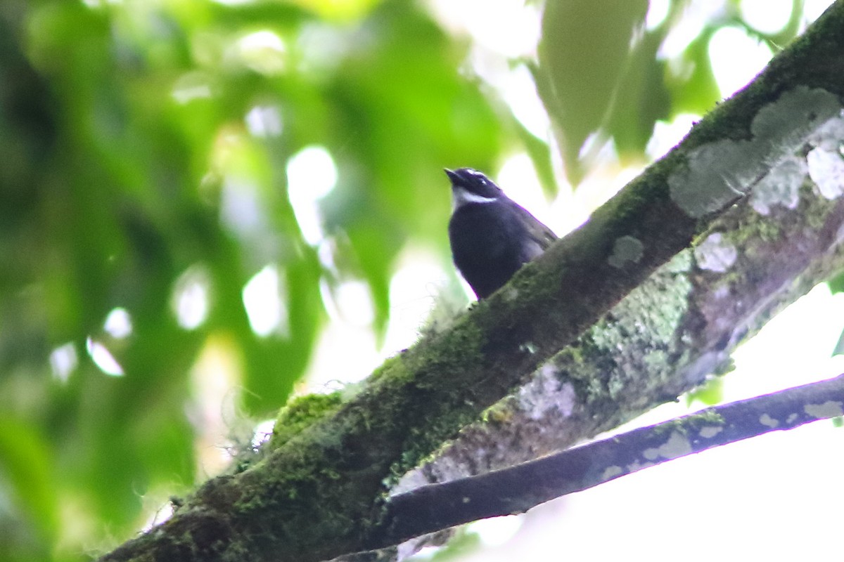 White-throated Fantail - ML575707921