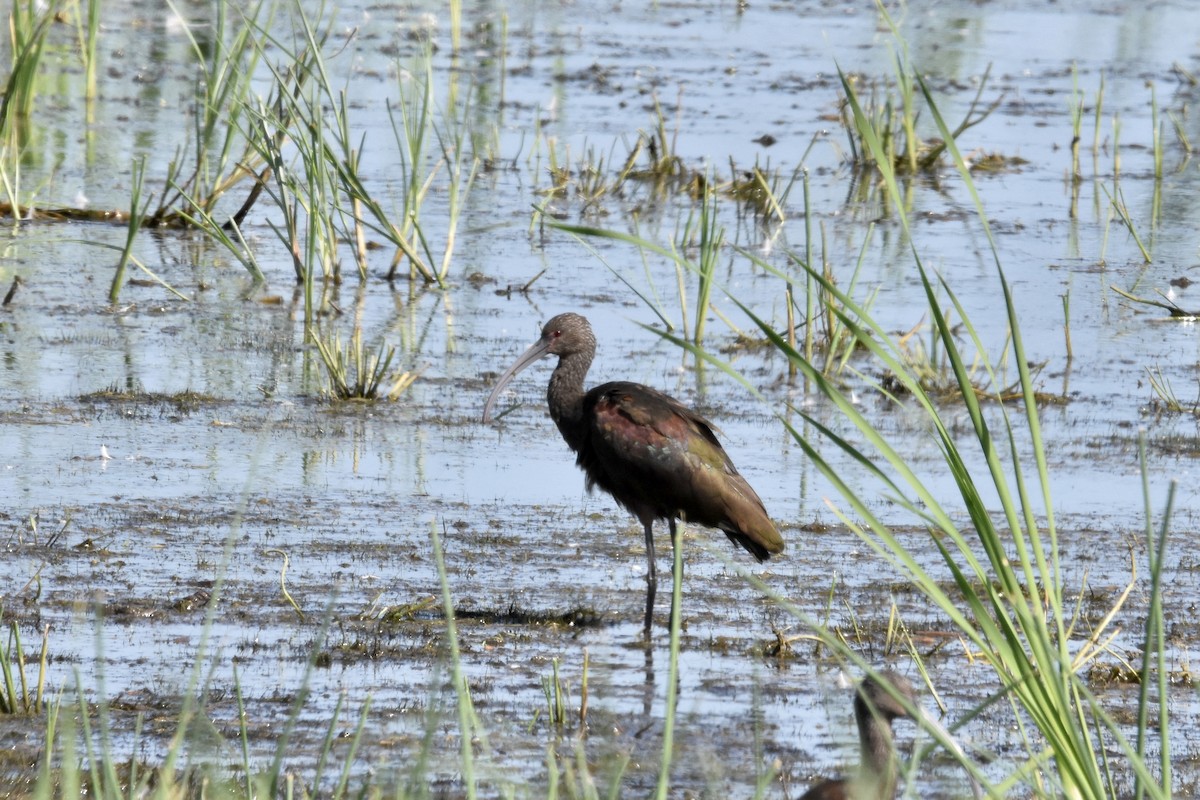 White-faced Ibis - Brendan Montie