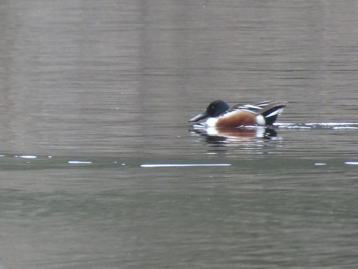 Northern Shoveler - ML575708291