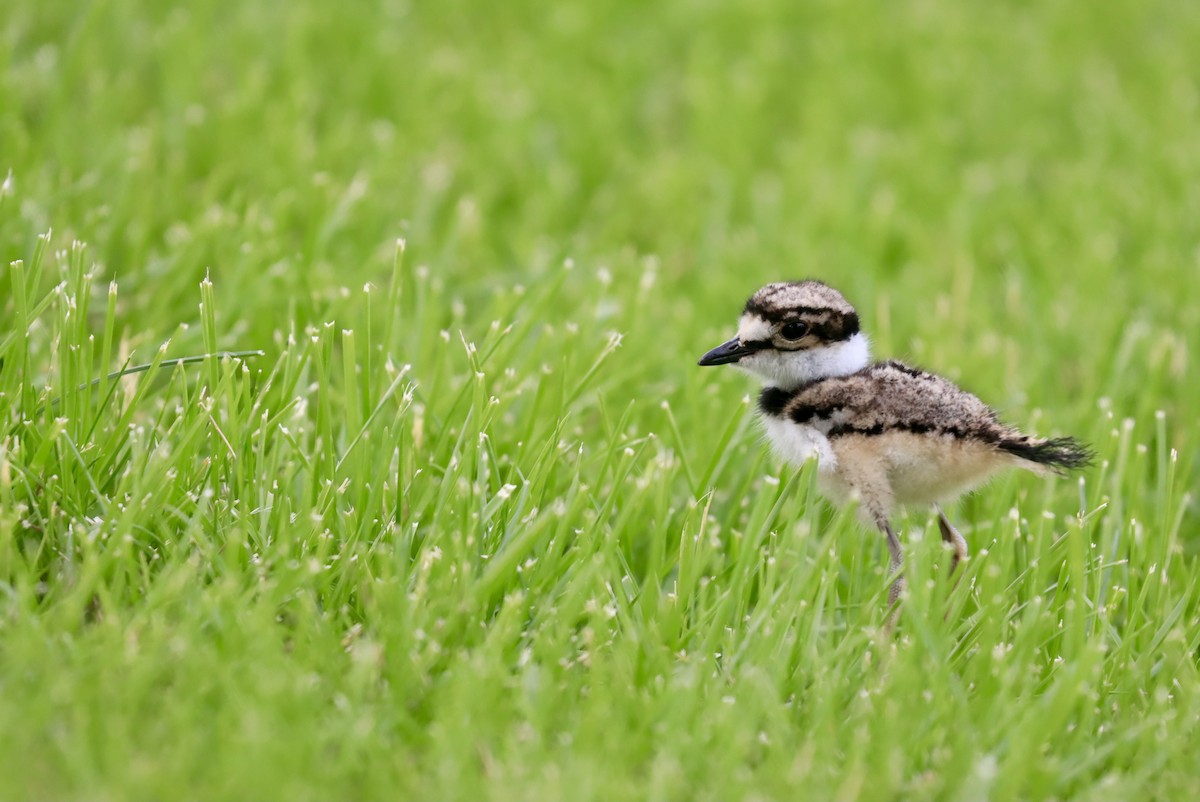 Killdeer - ML575708571