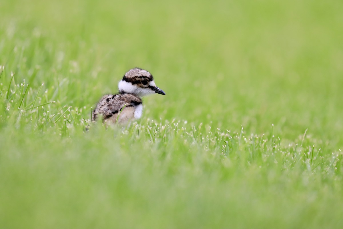 Killdeer - ML575708611