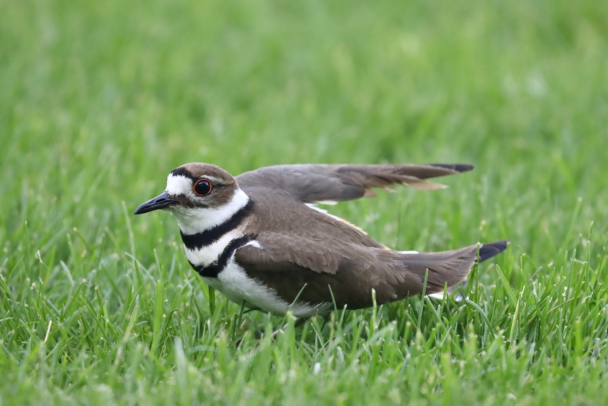 Killdeer - ML575709151