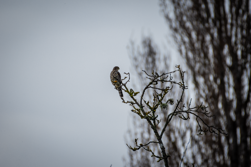 Chilean Hawk - ML575709941