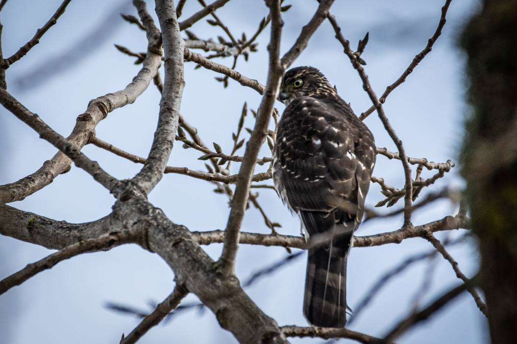 Chilean Hawk - ML575709971