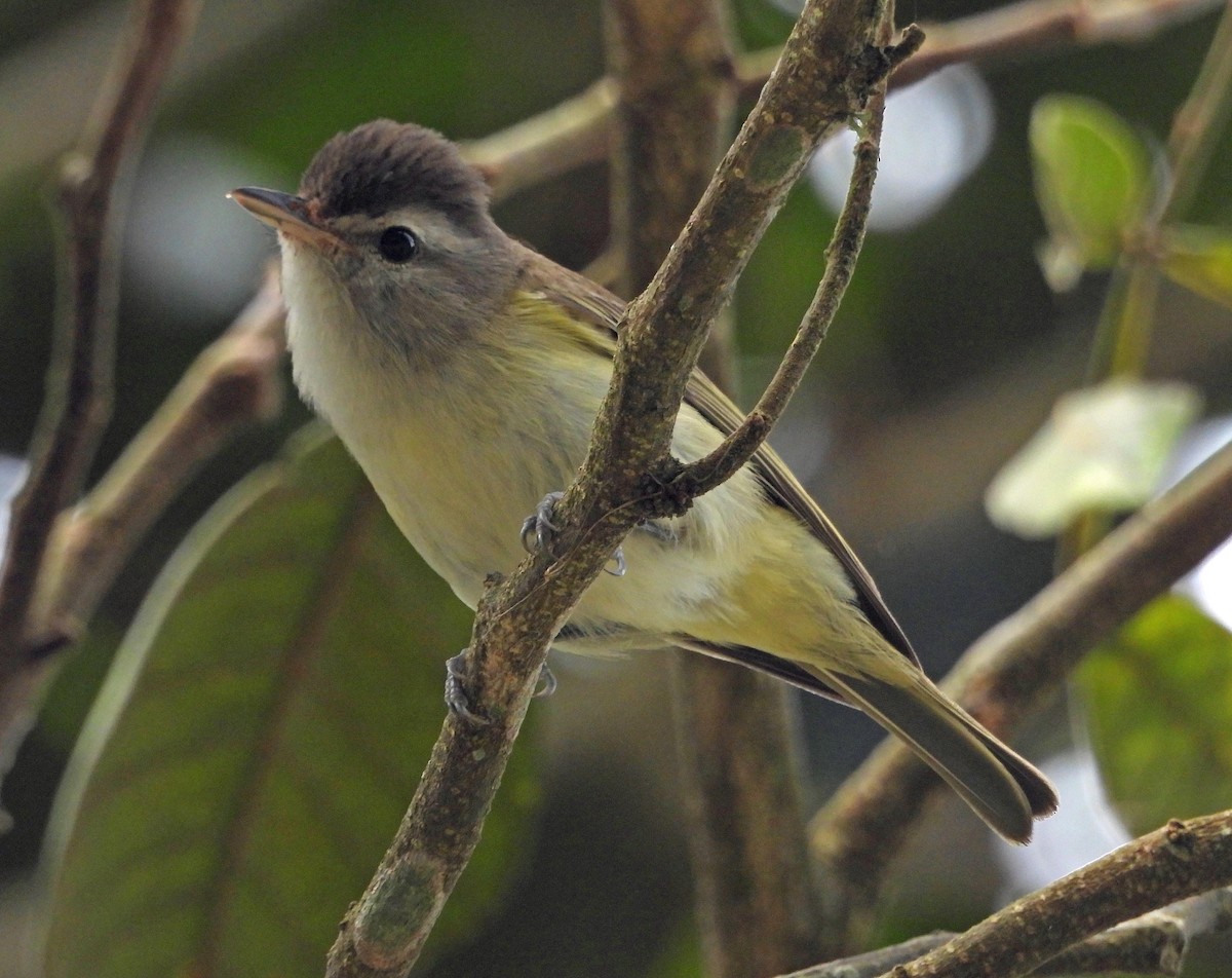 Brown-capped Vireo - ML575710311