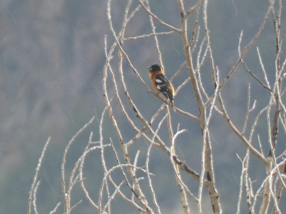 Black-headed Grosbeak - ML575711091