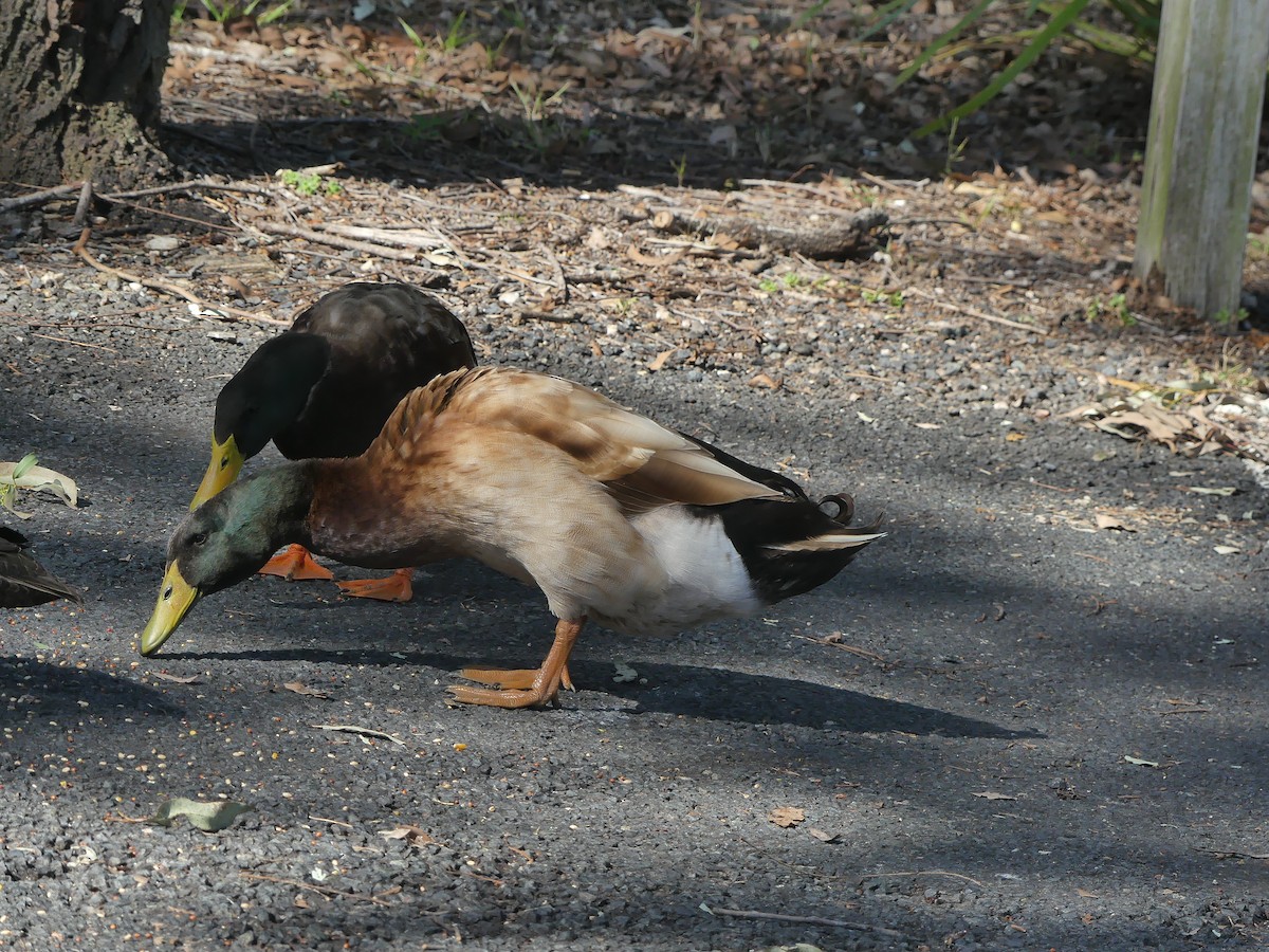 Mallard (Domestic type) - ML575711881