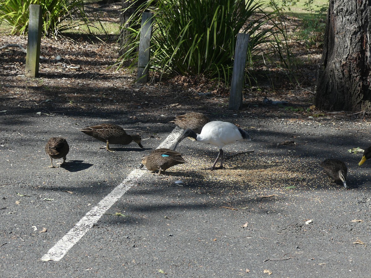 Pacific Black Duck - ML575712011