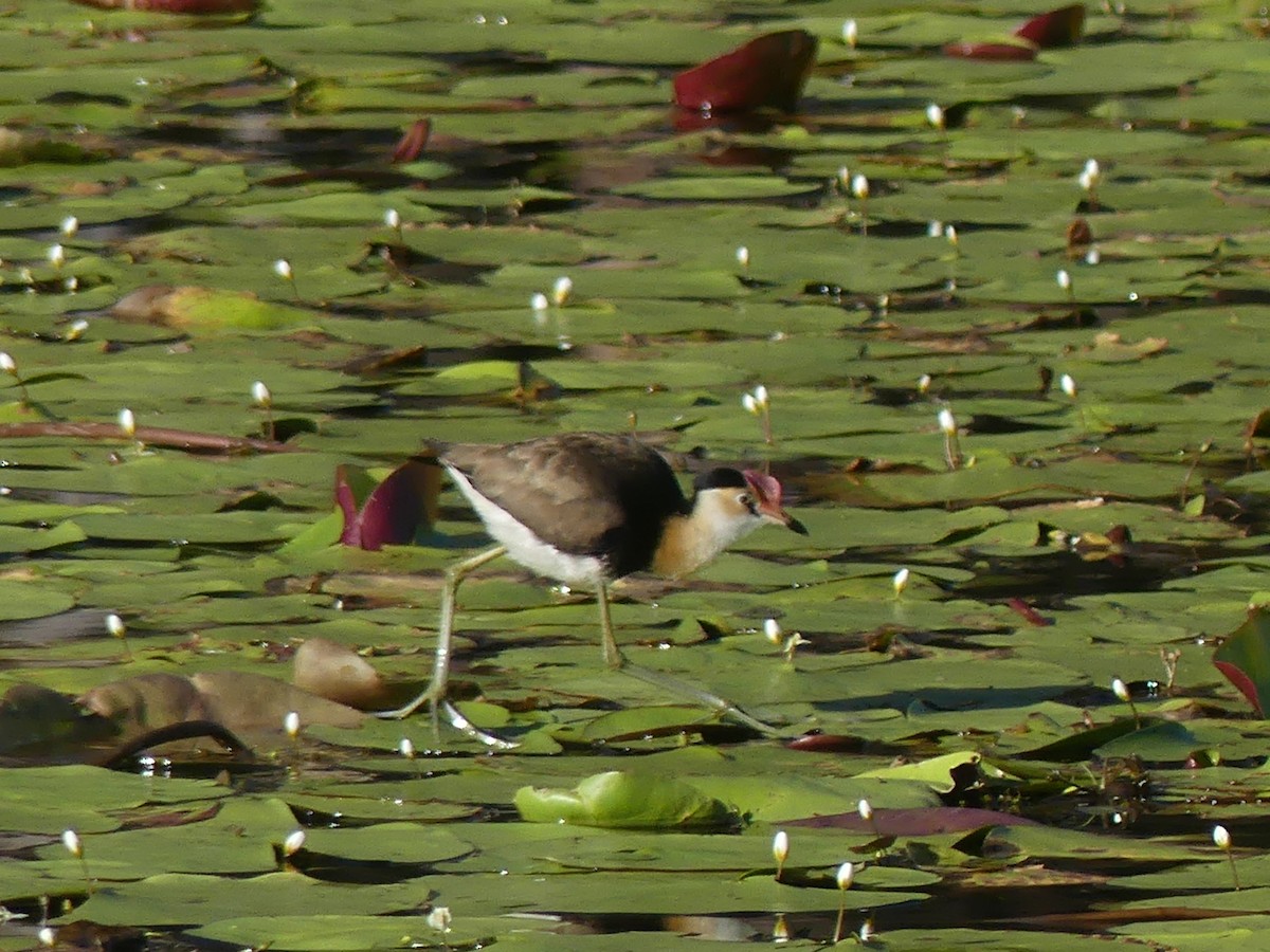 Comb-crested Jacana - Andrew Sides