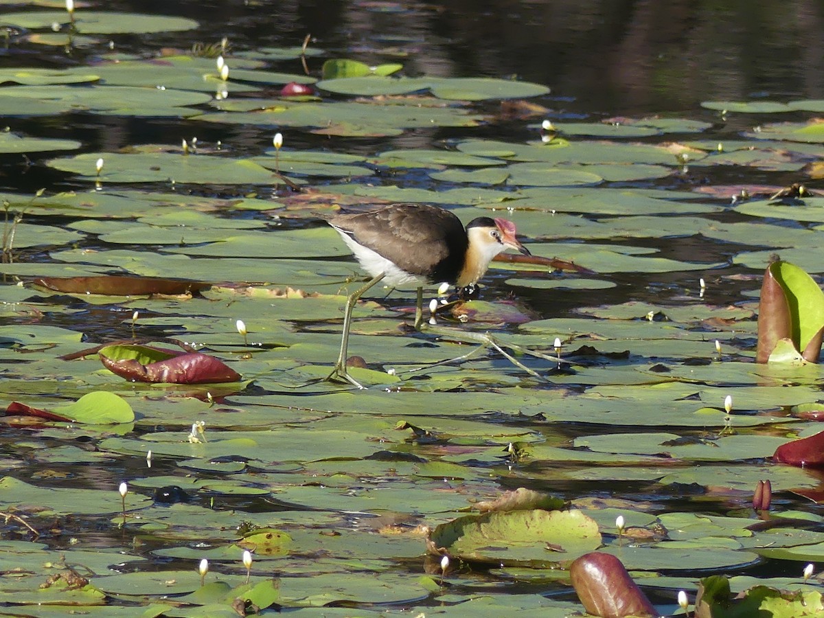 Comb-crested Jacana - ML575712161