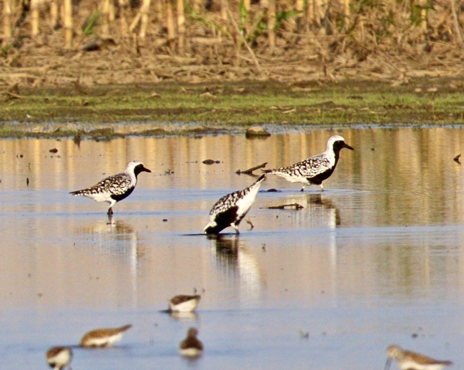 Black-bellied Plover - Jack & Holly Bartholmai