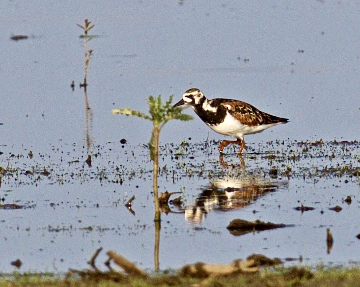 Ruddy Turnstone - ML575713201