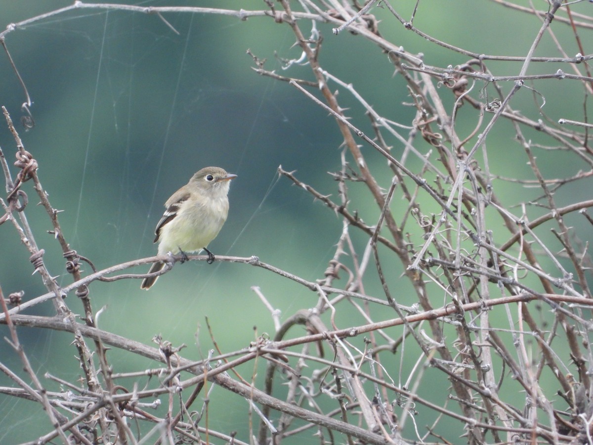 Least Flycatcher - ML575714151