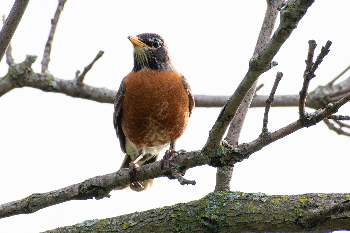 American Robin - ML575714221