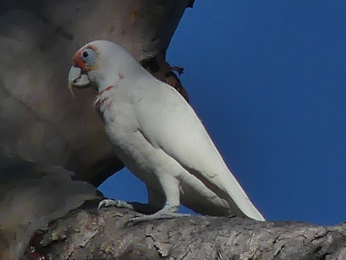 Long-billed Corella - ML575714421