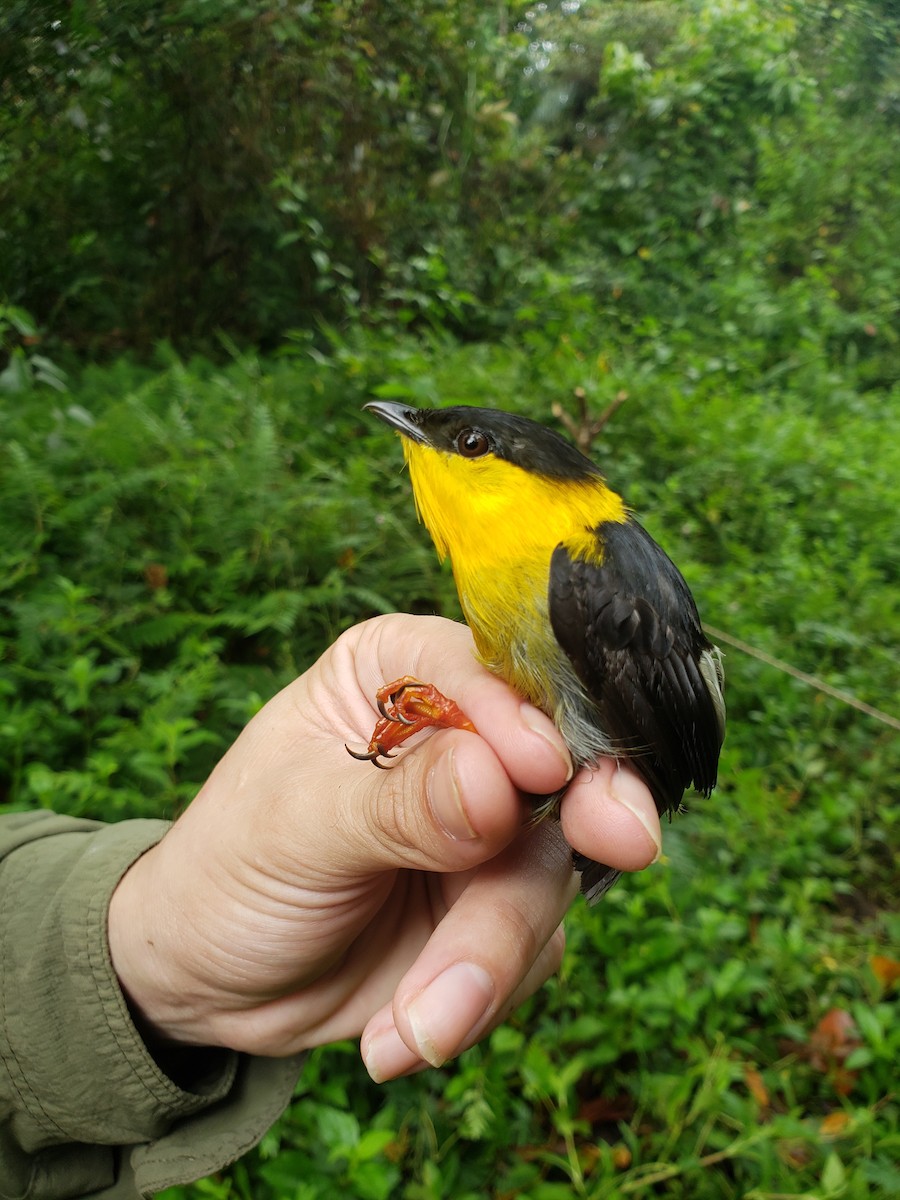 Golden-collared Manakin - ML575715591