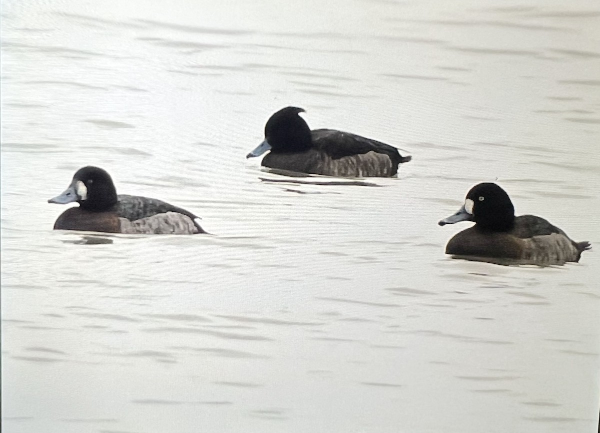 Tufted Duck - ML575716451